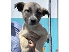 Adopt Dizzy a Mixed Breed