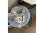 Adopt Tchella a Domestic Short Hair