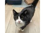 Adopt Sundae a Domestic Short Hair