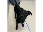 Adopt Jack a Labrador Retriever