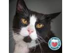 Adopt King Arthur a Domestic Short Hair