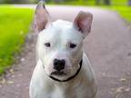 Adopt CASPER a Pit Bull Terrier, Mixed Breed