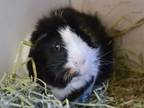 Adopt KYOKO a Guinea Pig