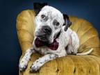 Adopt HENRY a Boxer, Mixed Breed
