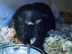 Adopt COCO a Guinea Pig