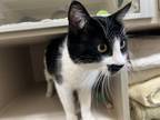 Adopt KENNY a Domestic Short Hair