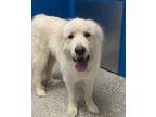 Adopt Bo a Great Pyrenees