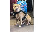 Adopt Zeus a American Bully