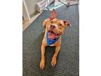 Adopt Nero a American Staffordshire Terrier