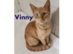 Adopt Vinny, Willow Grove PetSmart (FCID# 03/29/24-125) a Tabby