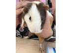 Adopt Squiggles a Guinea Pig
