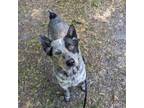 Adopt Sherlock Bones a Cattle Dog