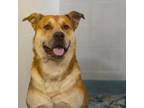 Adopt Bark Twain a Mixed Breed