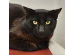 Adopt Iggy a Domestic Short Hair