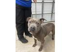 Adopt Gray Ghost a Mixed Breed