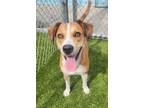 Adopt Duke a Mixed Breed