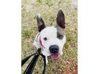 Adopt Meatloaf a Mixed Breed