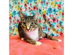 Adopt Baracuda a Domestic Short Hair