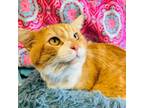 Adopt Chunk a Domestic Short Hair