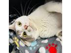 Adopt Koe a Domestic Short Hair