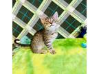 Adopt Randall a Domestic Short Hair