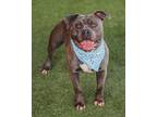 Adopt ROY a Pit Bull Terrier