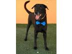 Adopt SMOKE a Labrador Retriever