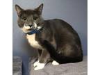 Adopt Milo a Domestic Short Hair