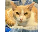 Adopt Scamper a Domestic Short Hair