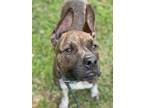 Adopt TANK a American Staffordshire Terrier