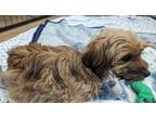 Adopt A2353389 a Yorkshire Terrier