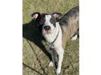 Adopt TIGER a American Staffordshire Terrier