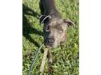 Adopt SOREN a American Staffordshire Terrier, Mixed Breed