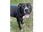 Adopt PEARCE a American Staffordshire Terrier, Mixed Breed