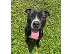Adopt PEARCE a American Staffordshire Terrier, Mixed Breed