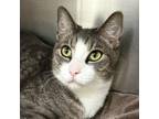 Adopt MOUSE a Domestic Short Hair