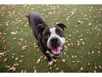 Adopt BUTCH a Pit Bull Terrier