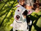 Adopt LEGEND a American Staffordshire Terrier