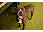 Adopt GONZO a Pit Bull Terrier