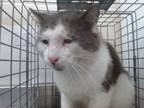 Adopt A545385 a Domestic Short Hair