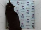 Adopt MIDNIGHT a Domestic Short Hair