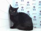 Adopt ZEE a Domestic Short Hair