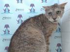 Adopt NOBLE a Domestic Short Hair