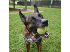 Adopt Axel a Dutch Shepherd