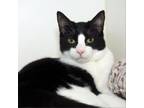 Adopt Oreo a Domestic Short Hair