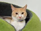 Adopt GARFIELD a Domestic Short Hair