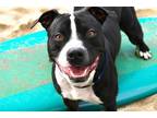 Adopt TITAN a Pit Bull Terrier