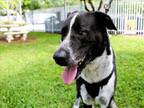 Adopt COOPER a Pointer, Mixed Breed