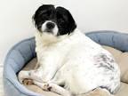 Adopt BOBBY a Parson Russell Terrier