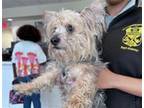Adopt STRAY NOT AVAILABLE a Yorkshire Terrier